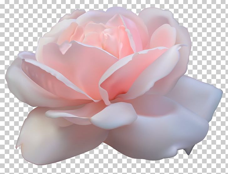 Leaf Centifolia Roses PNG, Clipart, Bud, Centifolia Roses, Cut Flowers, Desktop Wallpaper, Flower Free PNG Download