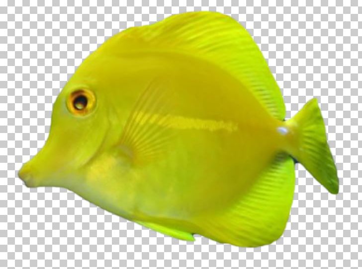 Tropical Fish Aquariums PNG, Clipart, Animals, Aquarium, Aquariums, Coral Reef, Coral Reef Fish Free PNG Download