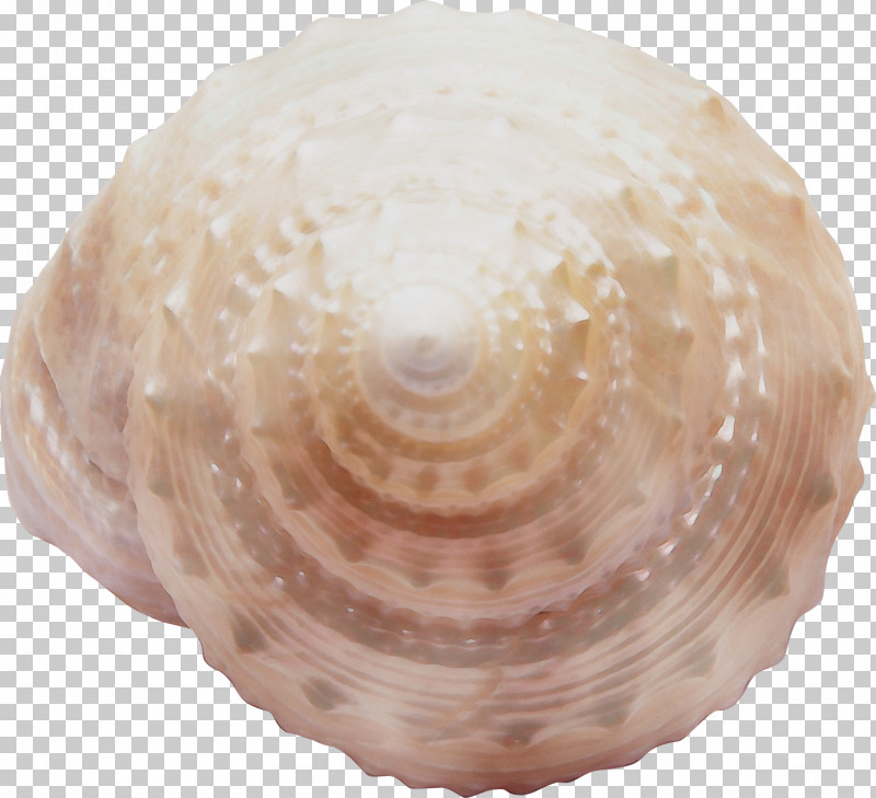 Shell Bivalve Cockle Clam Conch PNG, Clipart, Bivalve, Ceiling, Clam, Cockle, Conch Free PNG Download