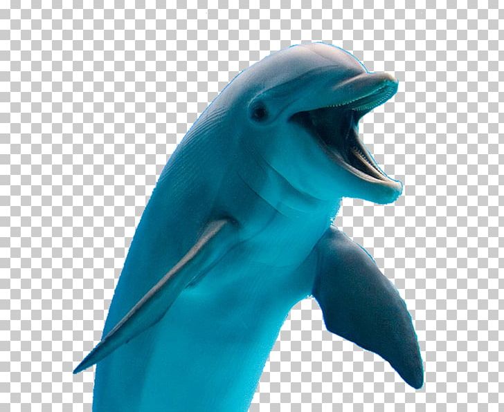 Common Bottlenose Dolphin Tucuxi Cetaceans PNG, Clipart, Animals, Aquatic Animal, Bottlenose Dolphin, Dolphin, Fauna Free PNG Download
