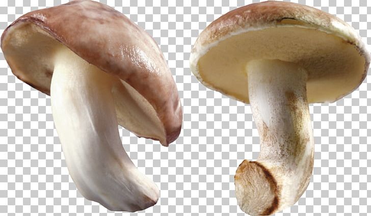 Mushroom PNG, Clipart, Mushroom Free PNG Download