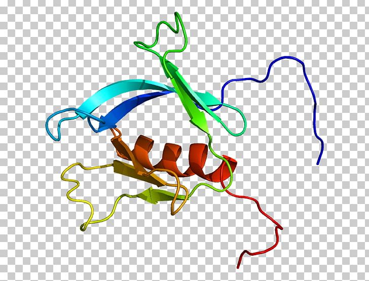 PLEKHA6 Protein Pleckstrin Homology Domain Gene Human PNG, Clipart, Antigen, Area, Artwork, Gene, Human Free PNG Download