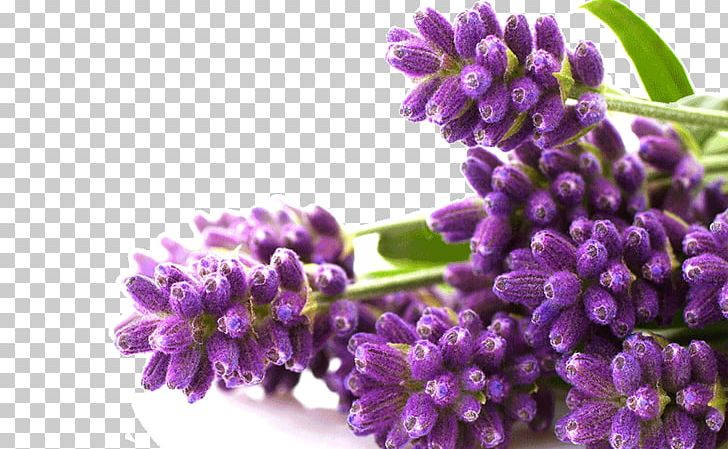 Aroma Compound Aromatherapy Fragrance Oil Perfume Lavender PNG, Clipart, Aroma Compound, Aroma Diffuser, Aromatherapy, Cananga Odorata, Cosmetics Free PNG Download