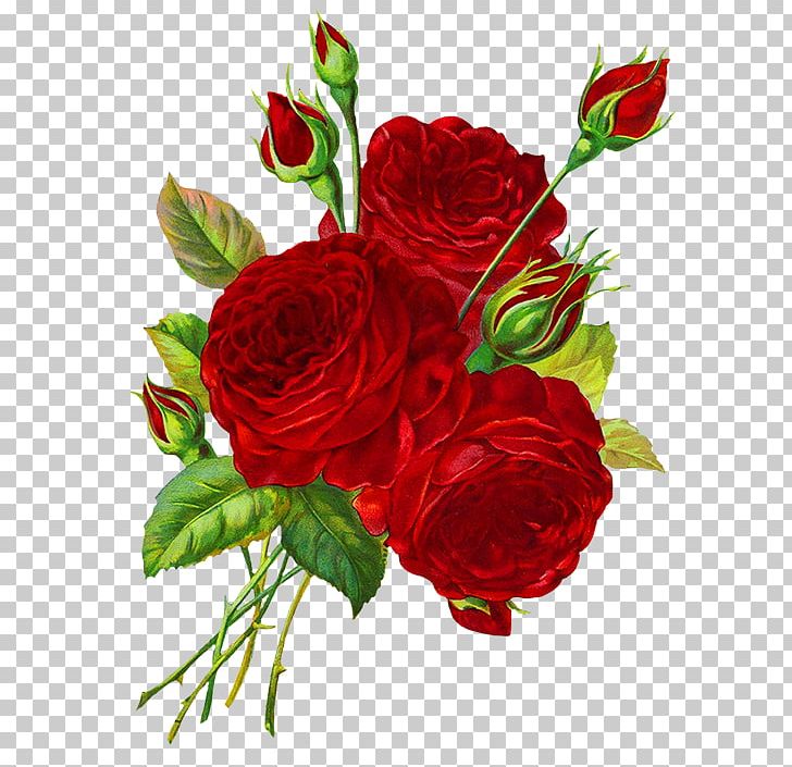 Drawing Rose Red PNG, Clipart, Annual Plant, Art, Carnation, Color, Colored Pencil Free PNG Download
