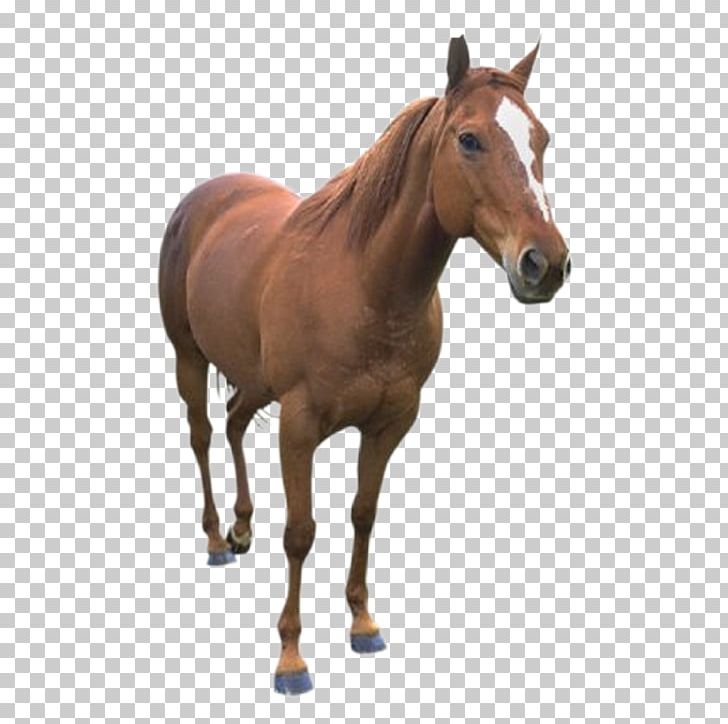 Horse PNG, Clipart, Animaatio, Animal Figure, Animals, Animation, Big Free PNG Download