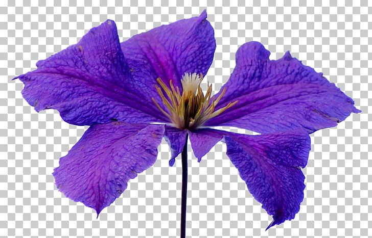 Leather Flower Petal PNG, Clipart, Desktop Wallpaper, Flower, Flowering Plant, Iris, Larkspur Free PNG Download