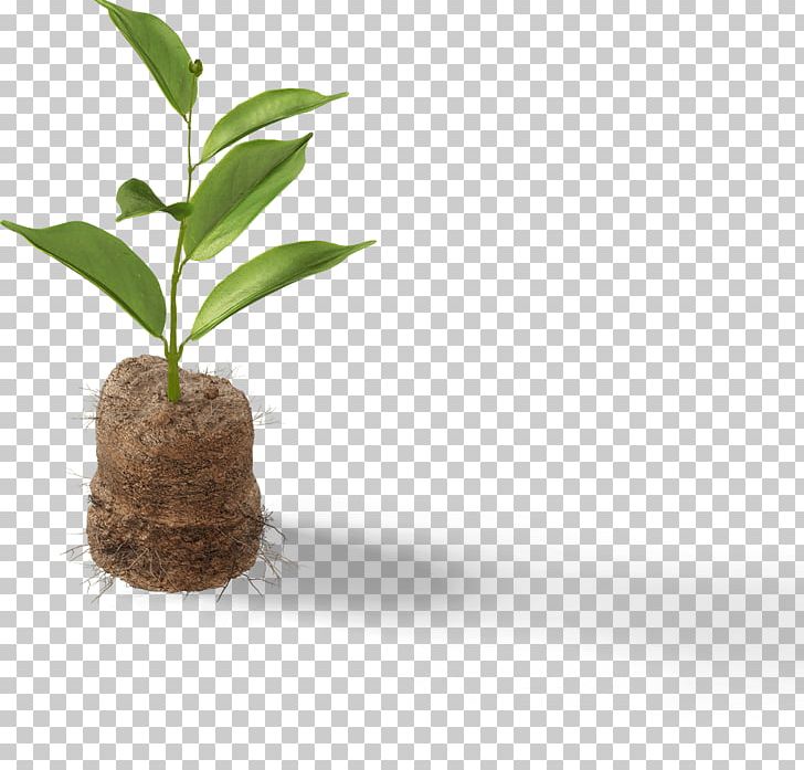 Scene Generator Mockup Wuhan Mingjie Musu Limited Company Art PNG, Clipart, Art, Business, Disease, Flowerpot, Internet Company Free PNG Download