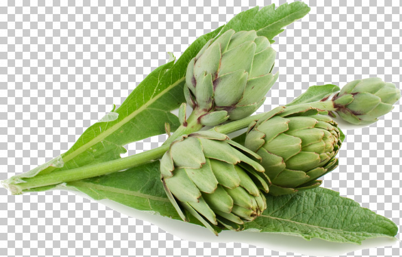 Plant Flower Artichoke Humulus Lupulus Vegetable PNG, Clipart, Artichoke, Bud, Flower, Humulus Lupulus, Plant Free PNG Download