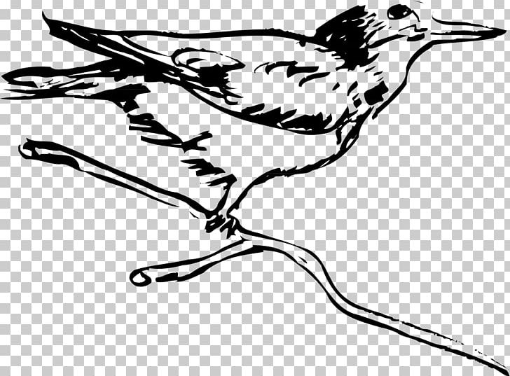 Bird Drawing Coloring Book Coucou PNG, Clipart, Adult, Animals, Art, Artwork, Beak Free PNG Download