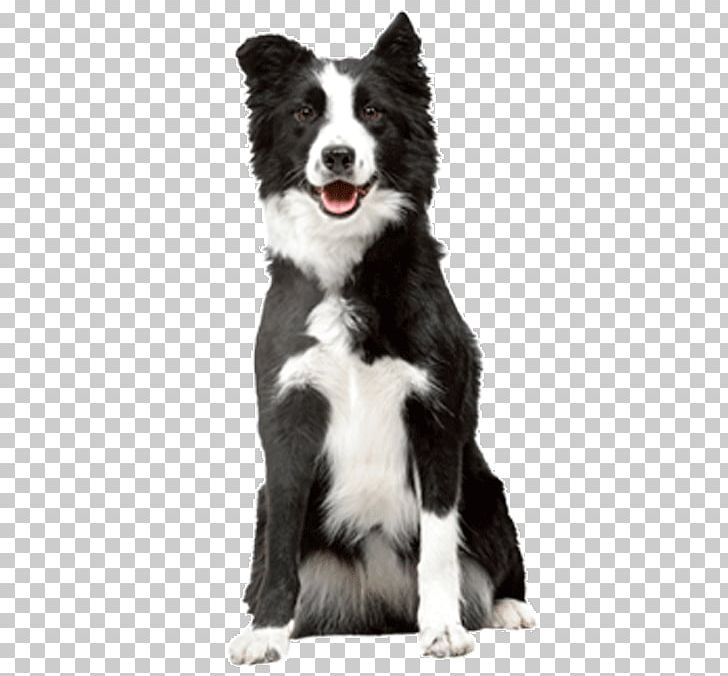 Cat Food Border Collie Puppy Veterinarian PNG, Clipart, Animals, Border, Border Collie, Breed, Carnivoran Free PNG Download