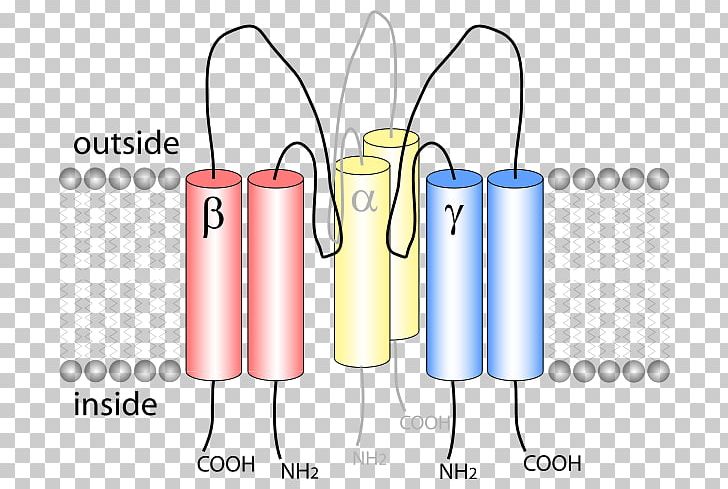 Epithelial Sodium Channel Epithelium Ion Channel PNG, Clipart,  Free PNG Download