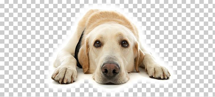 Labrador Retriever Pet Dog Grooming Veterinarian PNG, Clipart, Animal Hospital, Carnivoran, Companion Dog, Dog, Dog Biscuit Free PNG Download