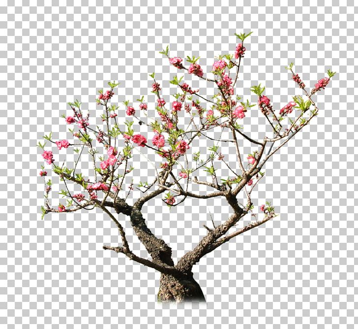 Peach Tree Rock Garden PNG, Clipart, Autumn Tree, Bloom, Blossom, Branch, Cherry Blossom Free PNG Download