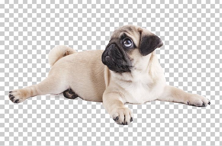Pug Puppy Purebred Dog Dog Breed Snout PNG, Clipart, Animal, Animals, Canidae, Carnivoran, Companion Dog Free PNG Download