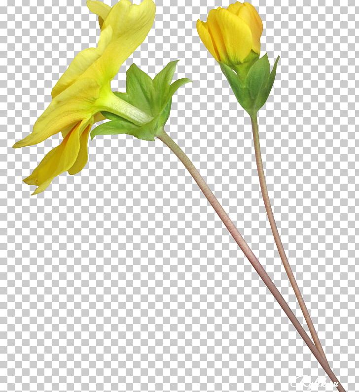 Art Photography Flower PNG, Clipart, Art, Art Photography, Branch, Bud, Clip Art Free PNG Download