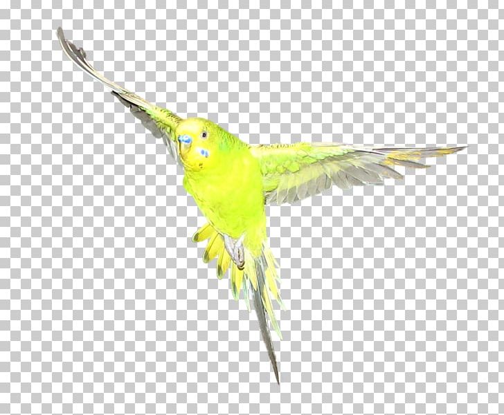 Macaw Parakeet Feather Beak Coraciiformes PNG, Clipart, Animals, Beak, Bird, Common Pet Parakeet, Coraciiformes Free PNG Download