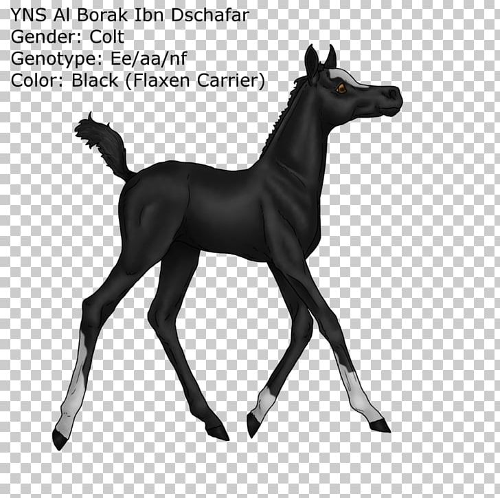 Mustang Foal Puppy Border Collie Stallion PNG, Clipart, Animal, Animal Figure, Arabian Nights, Border Collie, Bridle Free PNG Download