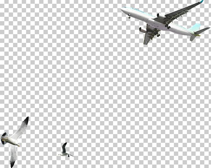 Pousada Bahia Boa Bird Airplane Common Gull PNG, Clipart, Aircraft, Aircraft Cartoon, Aircraft Design, Aircraft Icon, Aircraft Route Free PNG Download