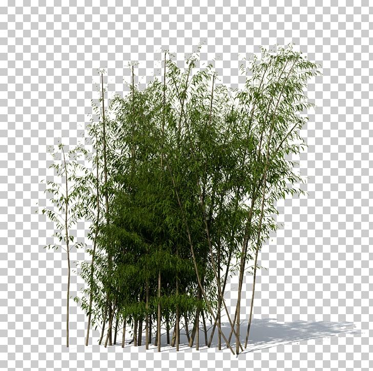 Bamboo PNG, Clipart, Bamboo Free PNG Download