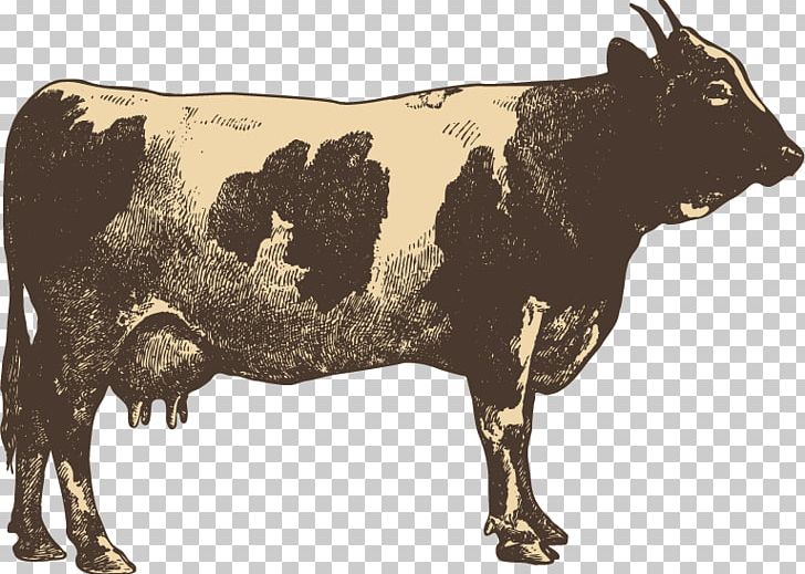 Campylobacter Jejuni Blandford Fair Cattle Transmission Food PNG, Clipart, Animal, Animals, Child, Cow Goat Family, Cow Vector Free PNG Download