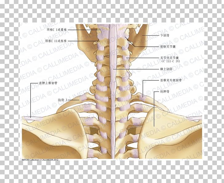 Hip Neck Joint Capsule Anatomy PNG, Clipart, Abdomen, Anatomy, Atlantoaxial Joint, Atlantooccipital Joint, Bone Free PNG Download