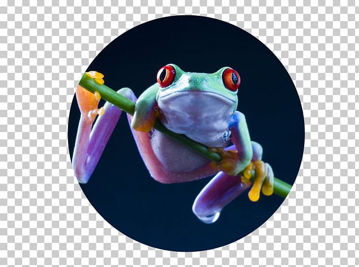 Red-eyed Tree Frog Desktop Salamander PNG, Clipart, Amphibian, Animal, Biological Life Cycle, Desktop Wallpaper, Frog Free PNG Download