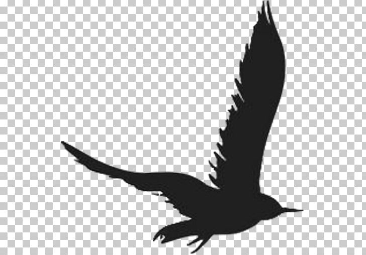 Starling Estate Bird Eagle Beak Goose PNG, Clipart, Anatidae, Animals, Beak, Bird, Bird Of Prey Free PNG Download