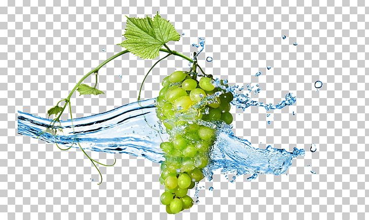 Grape Stock Photography Infusion Fruit PNG, Clipart, Berry, Black Grapes, Cool, Display Resolution, Flowering Plant Free PNG Download