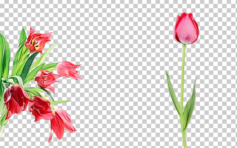 Flower Plant Tulip Pink Petal PNG, Clipart, Bud, Cut Flowers, Flower, Lily Family, Paint Free PNG Download