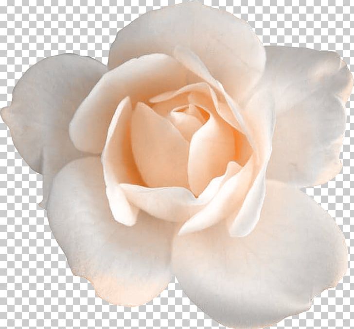 Garden Roses Centifolia Roses Flower Floribunda PNG, Clipart, Art, Centifolia Roses, Closeup, Cut Flowers, Deviantart Free PNG Download