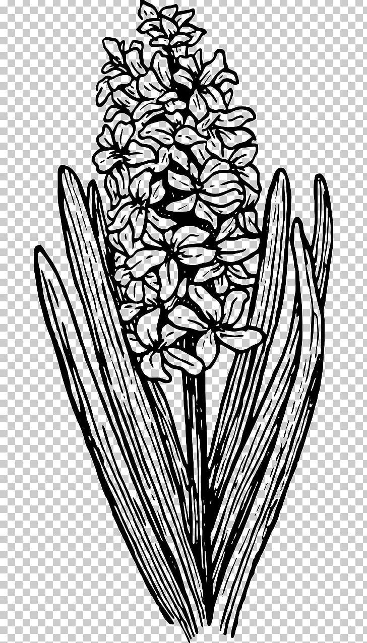 Hyacinth PNG, Clipart, Artwork, Black And White, Botanical Flower, Branch, Bulb Free PNG Download