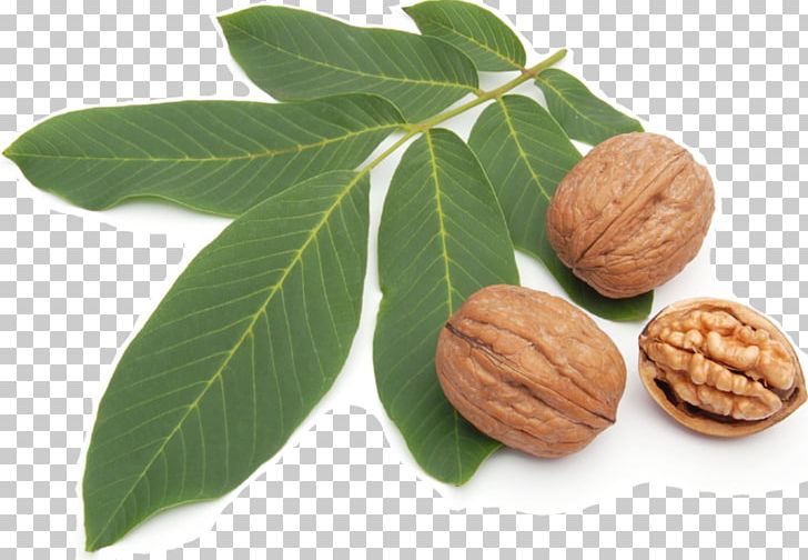 Walnut Illustration Stock Photography Shutterstock PNG, Clipart, Blight, Conceptual Photography, Fruit Picture Material, Ingredient, Leaf Free PNG Download