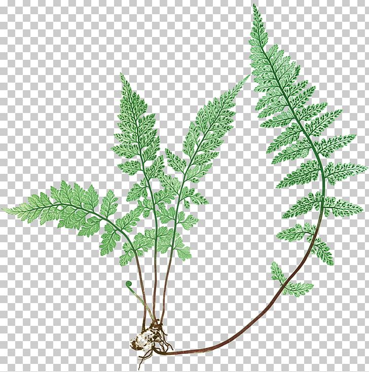 Canvas Graphic Arts Fern Leaf PNG, Clipart, Art, Branch, Canvas, Fern, Ferns And Horsetails Free PNG Download