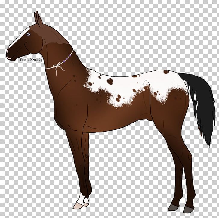 Mustang Mane Stallion Pony Foal PNG, Clipart, Bridle, Colt, Equestrian, Foal, Halter Free PNG Download