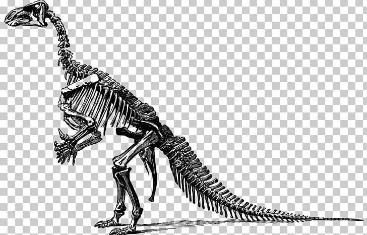 Stegosaurus Apatosaurus Iguanodon Brontosaurus Brachiosaurus PNG, Clipart, Dinosaur Vector, Happy Birthday Vector Images, Monochrome, Monochrome Photography, Ornithischia Free PNG Download