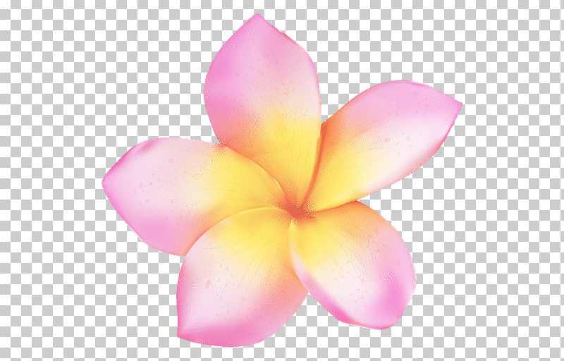Petal Flower Frangipani Pink Plant PNG, Clipart, Blossom, Flower, Frangipani, Petal, Pink Free PNG Download