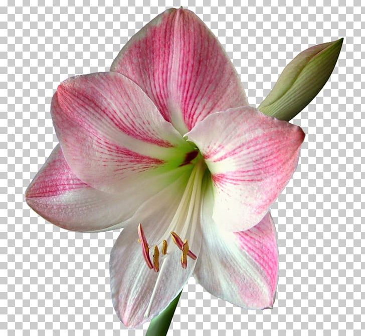 Amaryllis Flower Bulb Poinsettia Lilium PNG, Clipart, Amaryllis, Amaryllis Belladonna, Amaryllis Family, Blossom, Bulb Free PNG Download