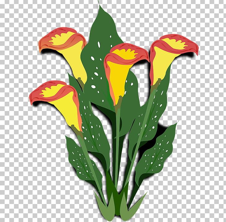 Arum-lily Cut Flowers PNG, Clipart, Art, Arumlily, Bog Arum, Calla, Calla Lily Free PNG Download