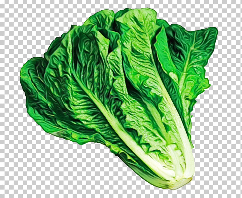 Romaine Lettuce Choy Sum Collard Komatsuna Celtuce PNG, Clipart, Celtuce, Chard, Choy Sum, Collard, Komatsuna Free PNG Download