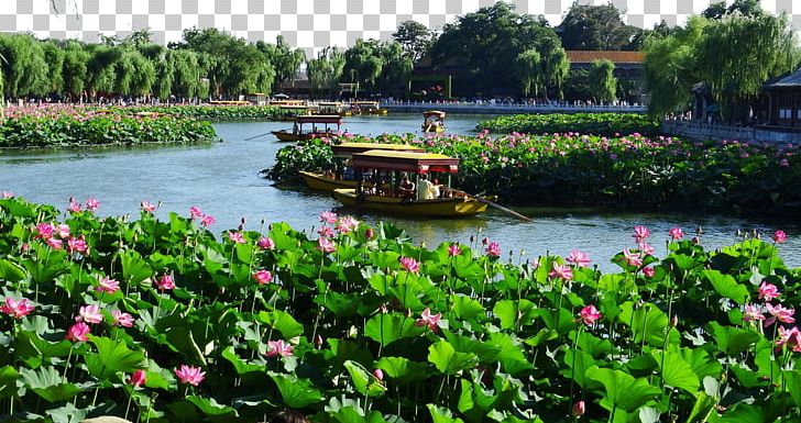 Beihai Park Forbidden City Jingshan Park Zhongnanhai PNG, Clipart, Aquatic Plant, Bank, Beihai Park, Beijing, Botanical Garden Free PNG Download