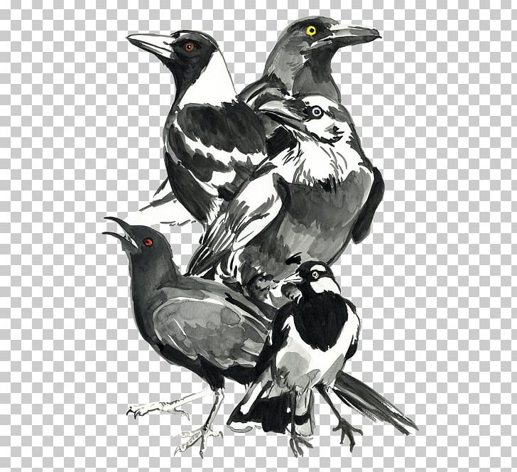 Bird Australian Magpie Magpie-lark Australian Raven PNG, Clipart, Animals, Artist, Australian Magpie, Australian Raven, Beak Free PNG Download