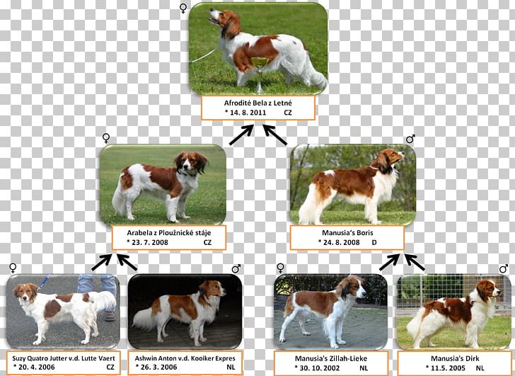 English Foxhound Dog Breed Sporting Group PNG, Clipart, Afis, Animal, Animal Sports, Breed, Brittany Free PNG Download