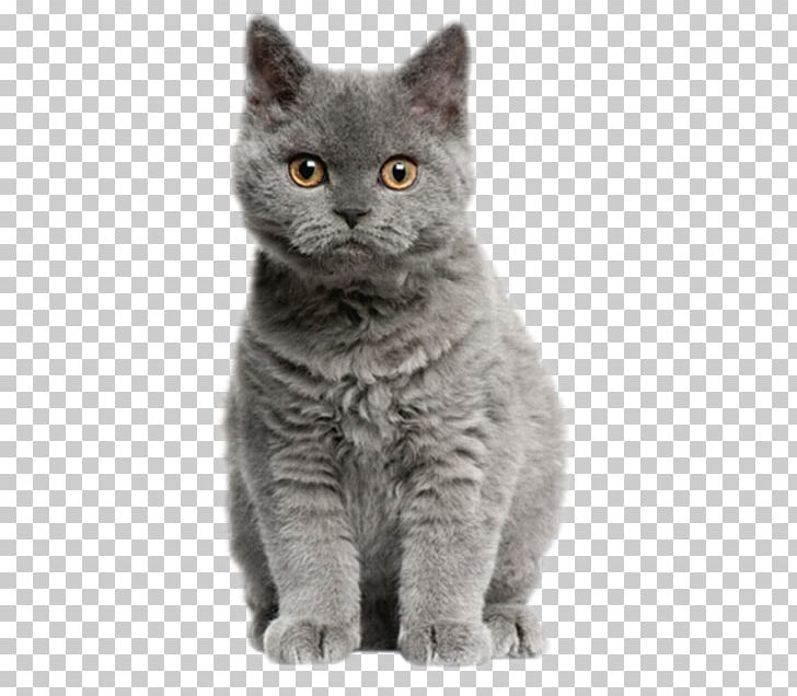 Selkirk Rex British Shorthair Kitten Munchkin Cat Dog PNG, Clipart, American Wirehair, Animal, Animals, Asian, Breed Free PNG Download