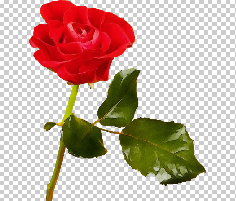 Garden Roses PNG, Clipart, Cabbage Rose, Cut Flowers, Floribunda, Floristry, Flower Free PNG Download