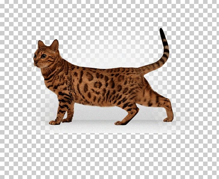 Cat Kitten Portable Network Graphics PNG, Clipart, Animals, Asian, Bengal, Black Cat, California Spangled Free PNG Download