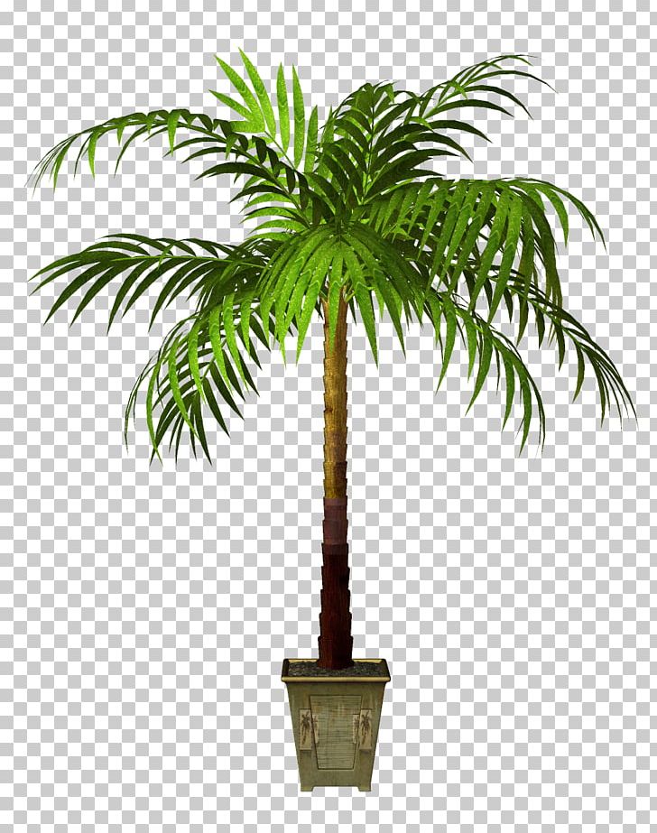 Flowerpot Asian Palmyra Palm Houseplant PNG, Clipart, Arecaceae, Arecales, Asian Palmyra Palm, Borassus Flabellifer, Coconut Free PNG Download