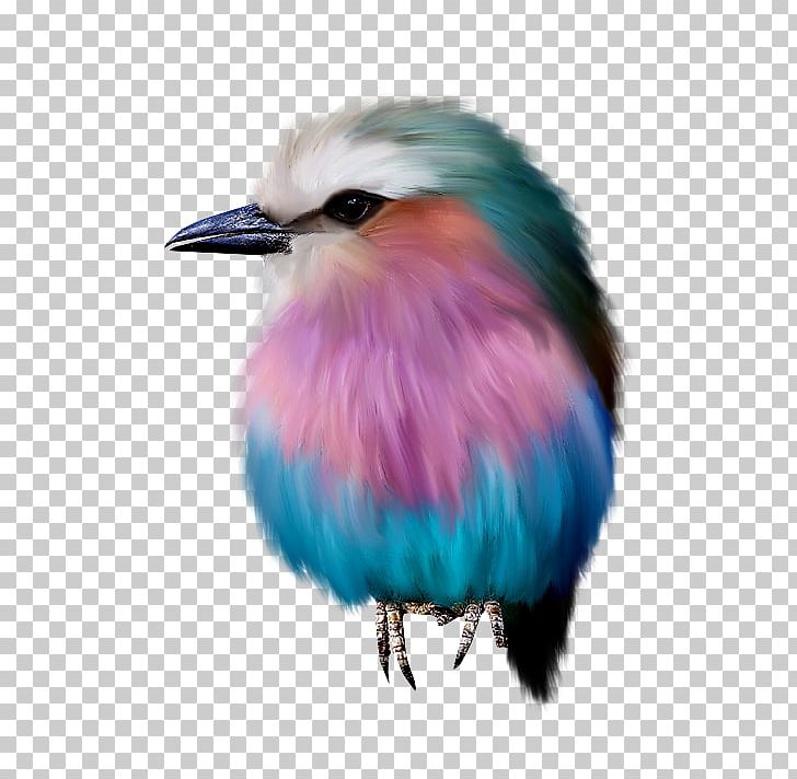 Bird Drawing Animation PNG, Clipart, Animals, Animation, Beak, Bird, Blue Free PNG Download