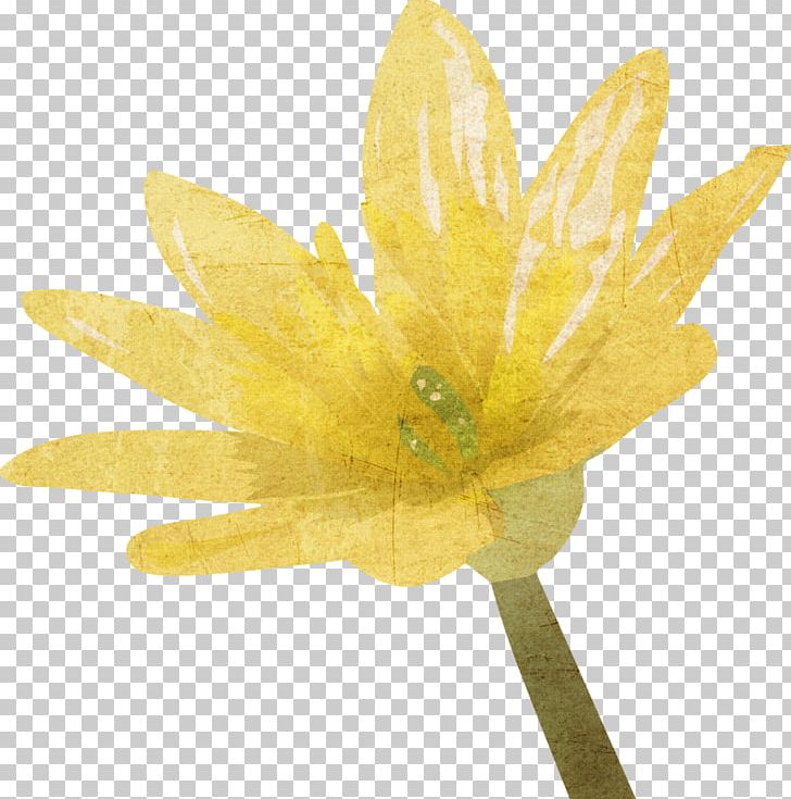 Petal PNG, Clipart, Dab, Flower, Others, Petal, Plant Free PNG Download