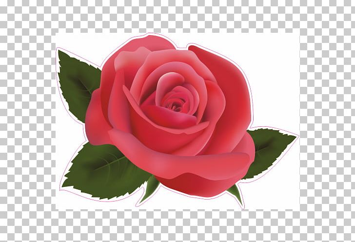 Rose PNG, Clipart, Camellia, China Rose, Cut Flowers, Desktop Wallpaper, Diagram Free PNG Download