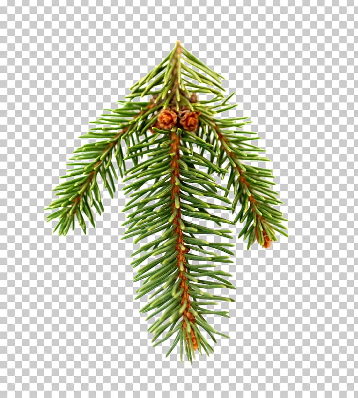 Fir Pine Spruce Christmas Tree PNG, Clipart, Branch, Christmas Decoration, Christmas Ornament, Christmas Tree, Conifer Free PNG Download